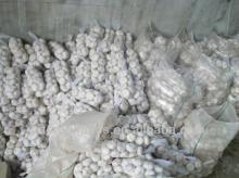 Fresh Chinese White Garlic