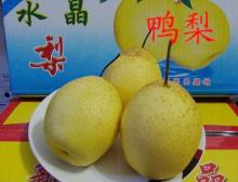 Organic fresh pear