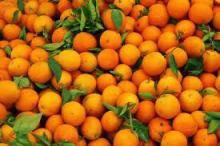Fresh Citrus Fruit..orange