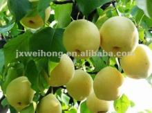 2012 best tasting  crown   pear 