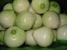 Egyptian Fresh white Onions