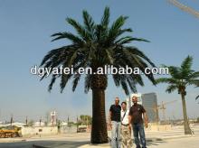 Engineering palm date