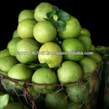 green skin pomelo grapefruit