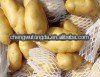 chinese new crop  Holland  fresh  potato ,  cheap   holland   potato  hot sale