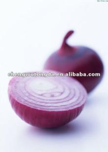 fresh red onion