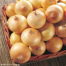 2013 fresh round onions