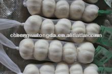 2014 new fresh garlic