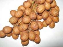 Rattan fruit in Vietnam
