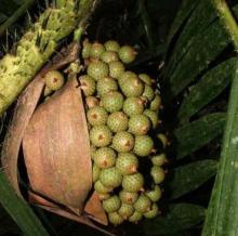  Rattan  Fruit or Littuko