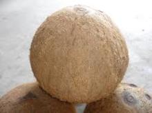 Fully husk Fresh Coconut