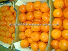 Fresh Mandarin & clementine