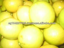 Adalia lemon