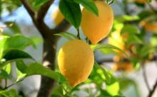 Quality Fresh Yellow Eureka lemon