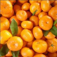 Fresh Mandarin Oranges from Africa