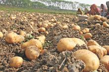 Fresh Potato for Export