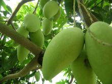  Mango  -  Vietnam  Agriculture Products