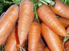 Fresh Carrot for sale