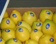 Fresh Lemon for sale