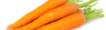 CARROT