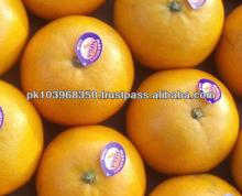 Fresh Kinnow  Mandarin s Oranges