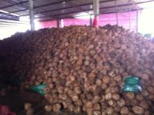 SEMI-HUSK MATURE COCONUT