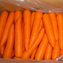 Fresh Carrots