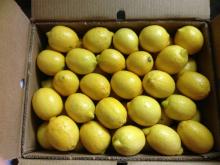 Fresh Lemon