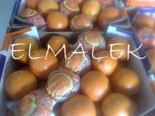 Navel orange
