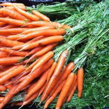 HIGH QUALITY FRESH CARROT