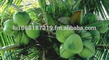 Young Coconuts Available