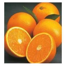 Oranges DELTA seedless