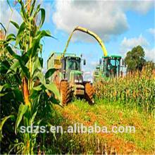 maize yellow corn for animal feed