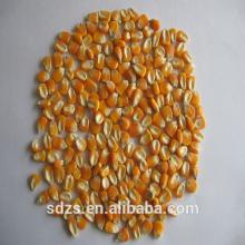 yellow corn price competitive with good quality