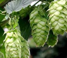HOPS EXTRACT MAGNUM 30
