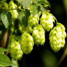 HOPS PELLETS SUPER STYRIAN AURORA 9