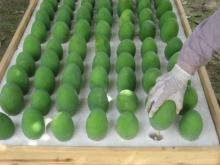 Chaunsa Mango