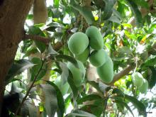 Summer Mango