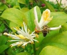 fresh-juicy lemon