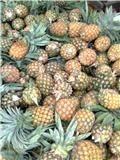 Canned Pineapple.Pineapple Slice,Tidbit,Chunk,Natural Juice