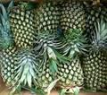 Fresh and Frozen Pineapple(Whole, Slice, Piece, Chunk)