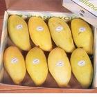 Fresh Mangoes