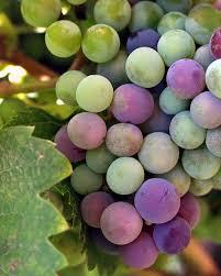 wholesale  fresh   wine   grapes 
