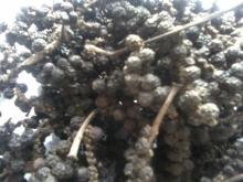 Black Pepper