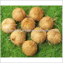  coconut  product