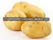 Sweet Potato