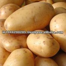 Potato Supplier in India