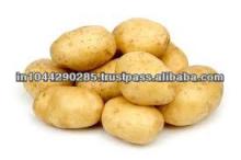 Sweet Indian Potato for sale