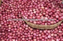 wholesale onion