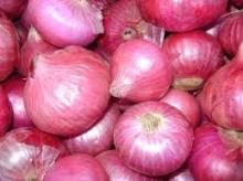 Fresh red Onion from india