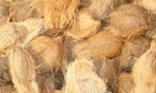  fresh  coconuts in kerala